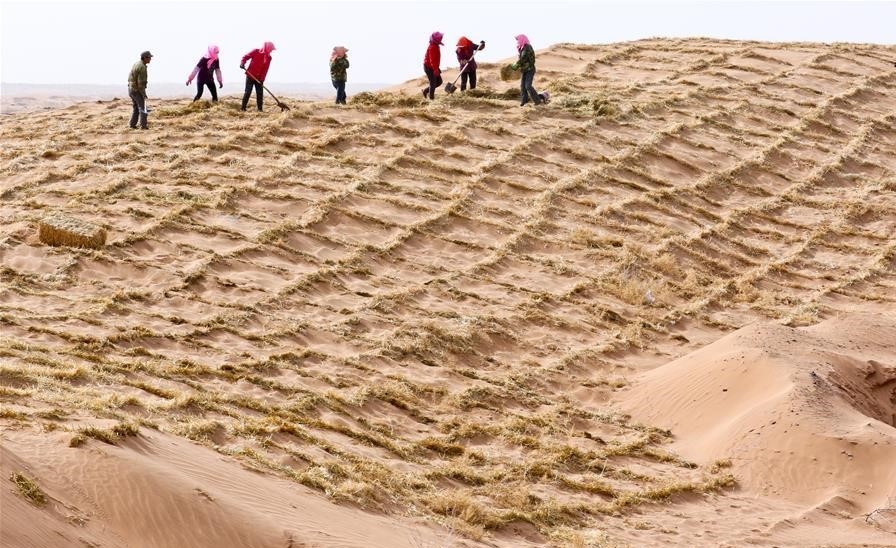 الصين تسجل تراجعا متواصلا في مساحة الأراضي المتصحرة