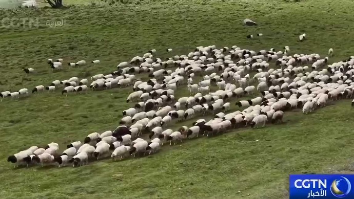 موسم الانتقال الصيفي للمواشي في شينجيانغ يدخل ذروته