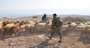 مستوطنون يسرقون حصانا جنوب بيت لحم
