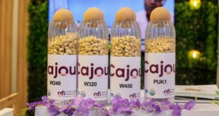 الصين توسع نطاق وصول الكاجو الأفريقي لأسواقها