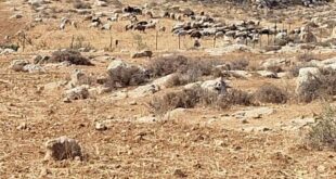 مستوطنون يخربون مزروعات في منطقة المسعودية شمال غرب نابلس