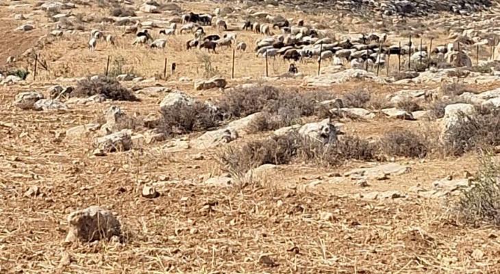 مستوطنون يخربون مزروعات في منطقة المسعودية شمال غرب نابلس