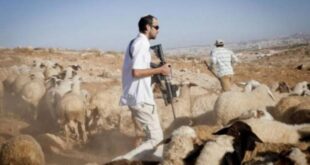 مستوطنون يهاجمون رعاة الأغنام في الرشايدة شرق بيت لحم