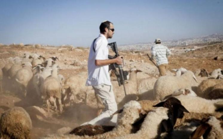 مستوطنون يهاجمون رعاة الأغنام في الرشايدة شرق بيت لحم