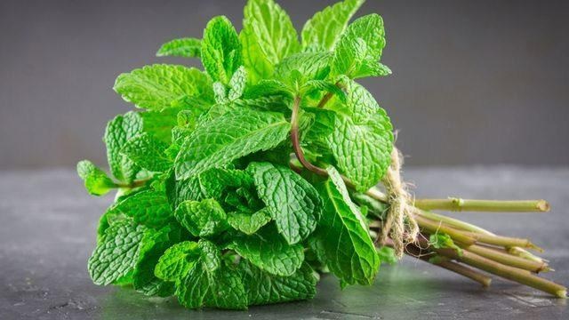 النعناع.. فوائد صحية تتجاوز النكهة المنعشة