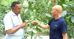 "أخوا الجوز" في ونسو بمنطقة أكسو يتعاونان لأكثر من عشرين عاما لتحقيق الازدهار المشترك
