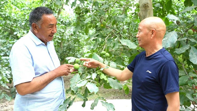 "أخوا الجوز" في ونسو بمنطقة أكسو يتعاونان لأكثر من عشرين عاما لتحقيق الازدهار المشترك