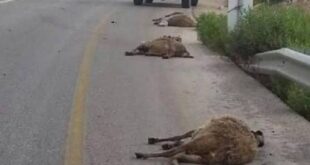 مستوطن يدعس رأسين من الأغنام في كيسان شرق بيت لحم
