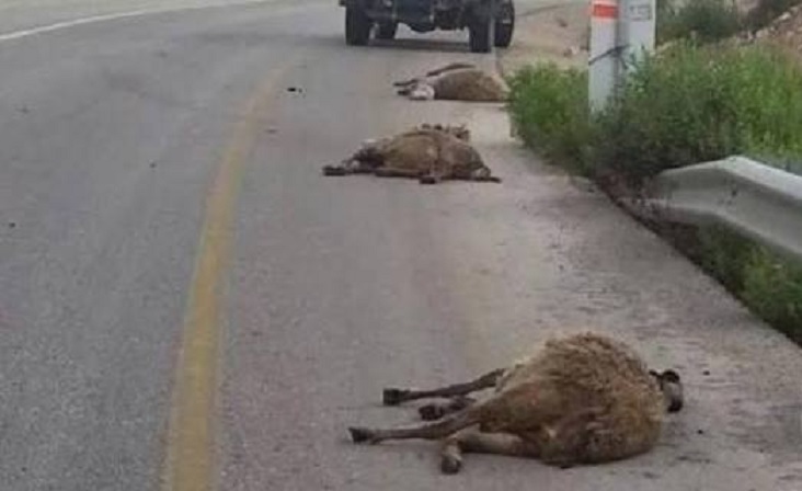 مستوطن يدعس رأسين من الأغنام في كيسان شرق بيت لحم