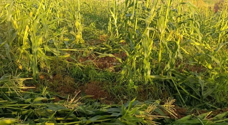مستوطنون يتلفون مزروعات في أراضي المغير شرق رام الله