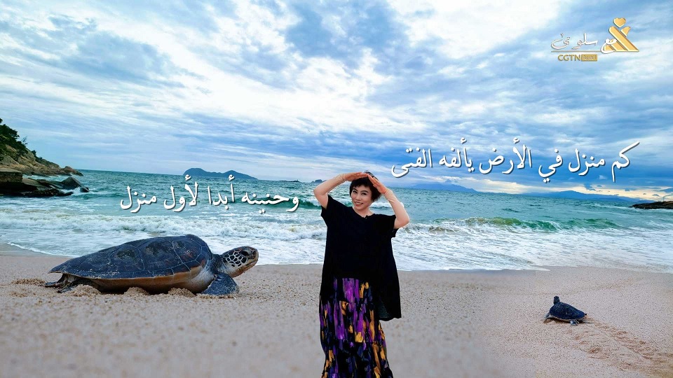 طريق العودة له موعد — خليج السلاحف البحرية في هويتشو