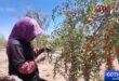 موسم قطاف توت الغوجي الصيفي في نينغشيا