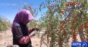 موسم قطاف توت الغوجي الصيفي في نينغشيا