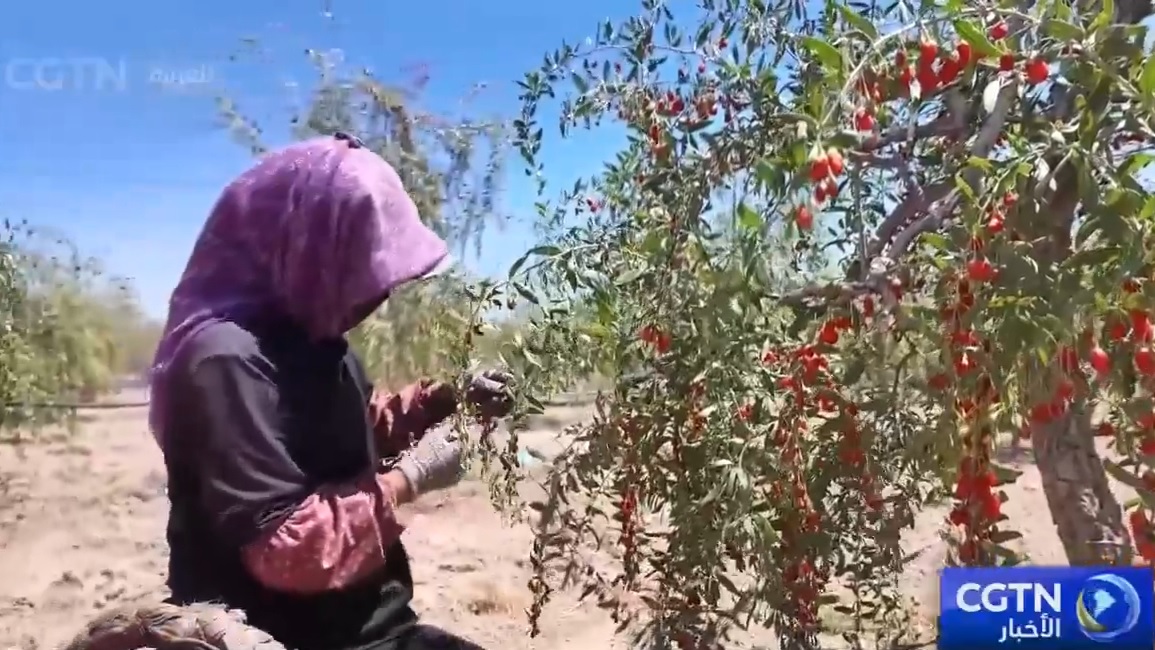 موسم قطاف توت الغوجي الصيفي في نينغشيا