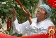 الحائز على "وسام الأول من يوليو" لي ليان تشنغ: أكثر من 30 عاما من الاجتهاد ساعد للانتشال من الفقر