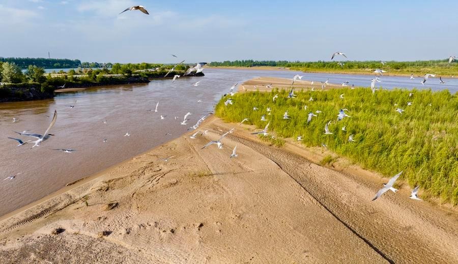 النهر الأصفر يسجل 27 عاما متتاليا من الجريان المستمر