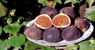 التين يدعم وظائف الأمعاء