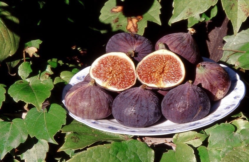 التين يدعم وظائف الأمعاء