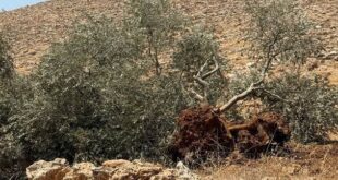 مستوطنون يقطعون عشرات الأشجار المثمرة في خربة فراسين غرب جنين