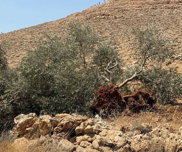 مستوطنون يقطعون عشرات الأشجار المثمرة في خربة فراسين غرب جنين