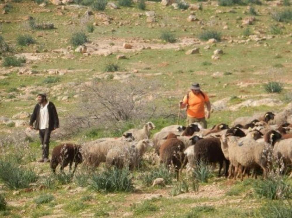 مستوطنون بحماية جيش الاحتلال يسرقون عشرات المواشي في سلواد