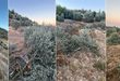 مستوطنون يقتلعون ويكسرون عشرات أشجار الزيتون في نعلين غرب رام الله