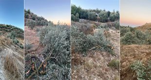 مستوطنون يقتلعون ويكسرون عشرات أشجار الزيتون في نعلين غرب رام الله