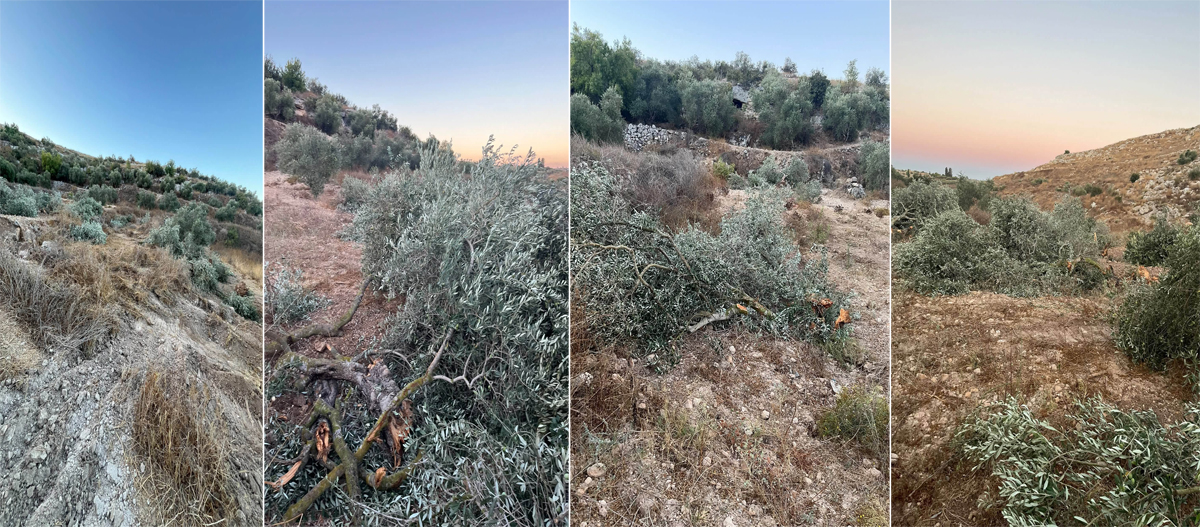مستوطنون يقتلعون ويكسرون عشرات أشجار الزيتون في نعلين غرب رام الله