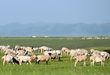 من ليّة الخروف إلى الأسماك الحية.. منتجات صينية محلية تتوسع في السوق الإماراتية
