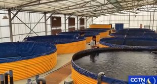 تنمية الزراعة... المنتجات المائية في الصحراء تدخل موسم الحصاد