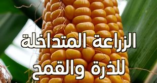 نظام الزراعة المتداخلة للذرة والقمح وفول الصويا يساعد في إنتاج المزيد من الذرة؟