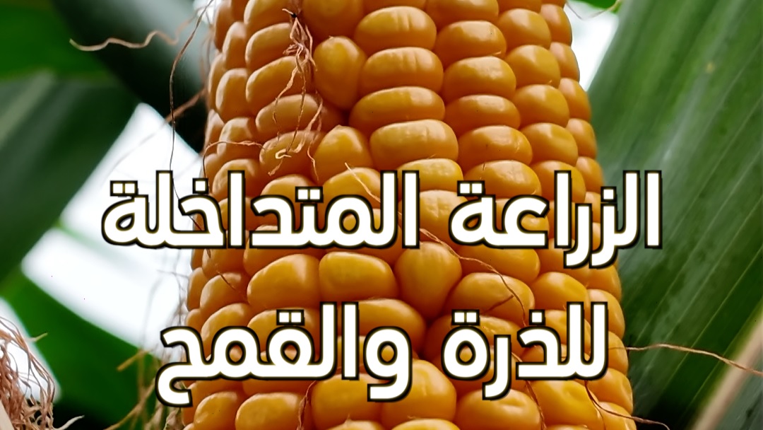 نظام الزراعة المتداخلة للذرة والقمح وفول الصويا يساعد في إنتاج المزيد من الذرة؟