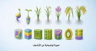علماء صينيون يطورون خريطة خلوية زمكانية ثلاثية الأبعاد لكامل دورة حياة الأرز