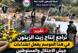 تقرير: تراجع إنتاج زيت الزيتون في هذا الموسم بفعل اعتداءات جيش الاحتلال والمستوطنين