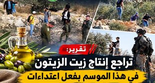 تقرير: تراجع إنتاج زيت الزيتون في هذا الموسم بفعل اعتداءات جيش الاحتلال والمستوطنين