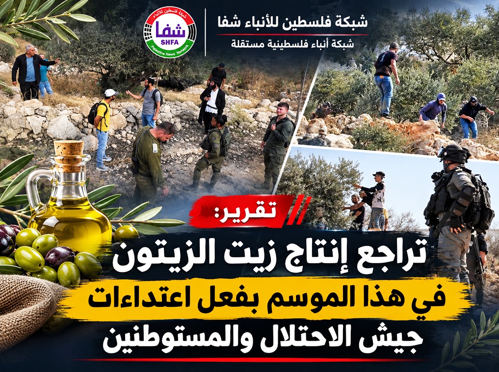 تقرير: تراجع إنتاج زيت الزيتون في هذا الموسم بفعل اعتداءات جيش الاحتلال والمستوطنين