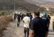 الاحتلال يصعد اعتداءاته برام الله: إصابة صحفي وعشرات المواطنين خلال قطف ثمار الزيتون في قرية دير أبو مشعل
