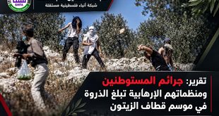 تقرير: جرائم المستوطنين ومنظماتهم الارهابية تبلغ الذروة في موسم قطاف الزيتون