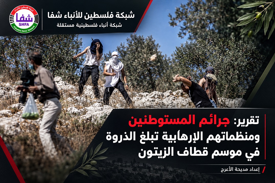 تقرير: جرائم المستوطنين ومنظماتهم الإرهابية تبلغ الذروة في موسم قطاف الزيتون