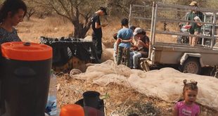 مستوطنون يسرقون ثمار الزيتون من أراضي المغير شمال شرق رام الله