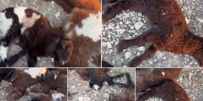 نفوق 20 رأسا من الأغنام جراء طعنها من قبل مستوطنين في كفر مالك شرق رام الله