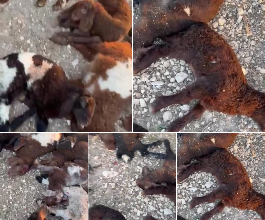 نفوق 20 رأسا من الأغنام جراء طعنها من قبل مستوطنين في كفر مالك شرق رام الله