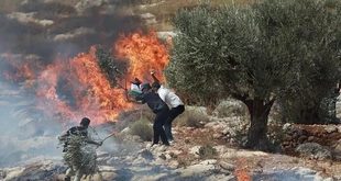 مستوطنون يحرقون ويقطعون عشرات أشجار الزيتون في برقا شرق رام الله