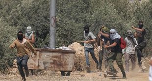 مستوطنون يهاجمون قاطفي الزيتون في بيت اكسا والاحتلال يعتقل مواطنا
