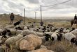 مستوطنون يرعون أغنام في أراضٍ مزروعة بالزيتون بقرية المغير شمال رام الله