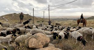 مستوطنون يرعون أغنام في أراضٍ مزروعة بالزيتون بقرية المغير شمال رام الله