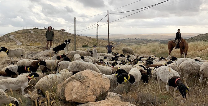 مستوطنون يرعون أغنام في أراضٍ مزروعة بالزيتون بقرية المغير شمال رام الله