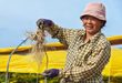 صناعة الجينسنغ تحفز النمو الاقتصادي المحلي وتعزز دخول المواطنين في شمال شرقي الصين