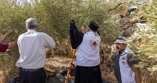 وكالة بيت مال القدس تواصل دعم قاطفي الزيتون ضمن حملة "عونة 2026"